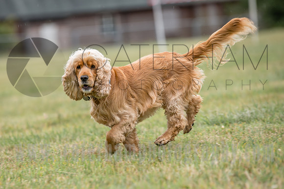 surry photographer- The Caterham Rotary Half Marathon & 10K- dog