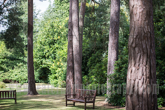 Sunshine in Woods, Surrey wedding photographer, Gorse Hill Wedding Woking, Surrey Photography