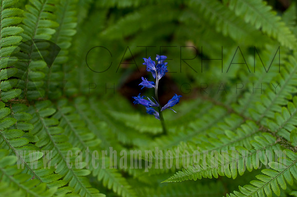 Caterham photography : surrey photographer