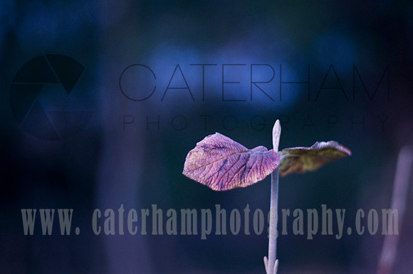 Caterham photography : surrey photographer
