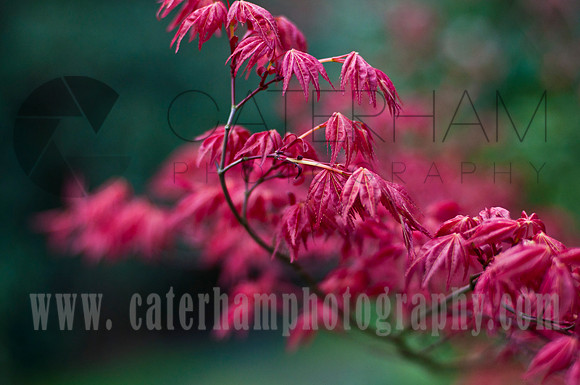 Caterham photography : surrey photographer